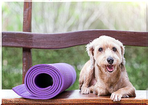 Preventive medicine for pets