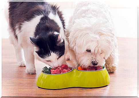 dog and cat eating together 