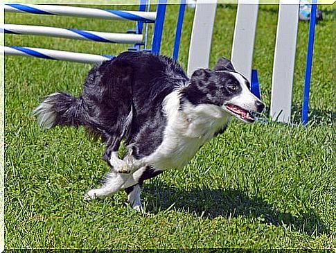 Professional training of the Border Collie