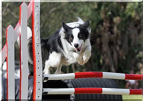 border collie jumps overhead 