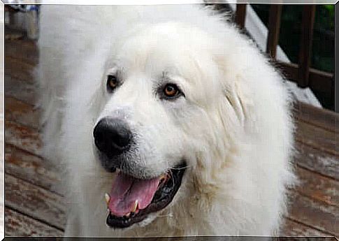 Pyrenean mountain dog: the white giant