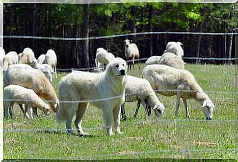 Pyrenean mountain dog protecting the flock