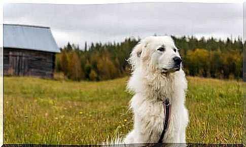 Dog standing guard