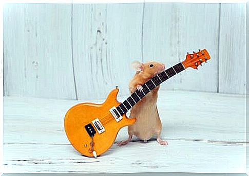 Hamster with guitar to combat separation anxiety