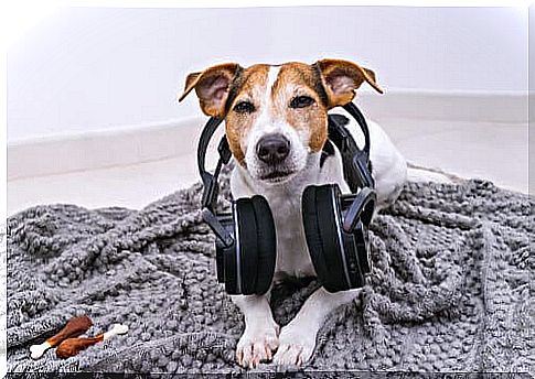 Dog with headphones