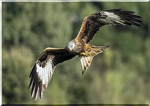 Red kite: characteristics, curiosities and habitat