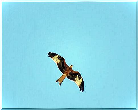 Red kite in flight