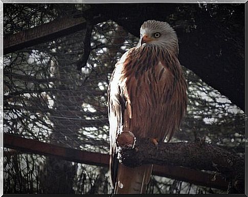 A red kite resting on a branch