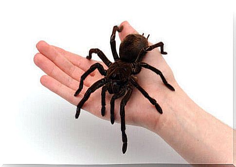 Some curiosities about giant tarantulas