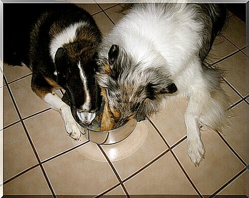 Stainless steel bowls for dogs