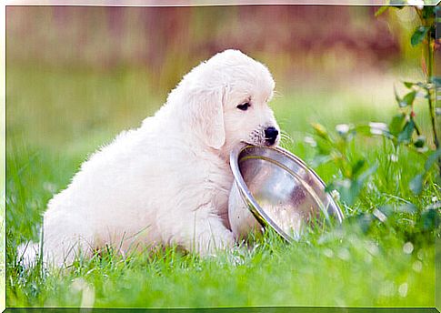 puppy with steel bowl in his mouth