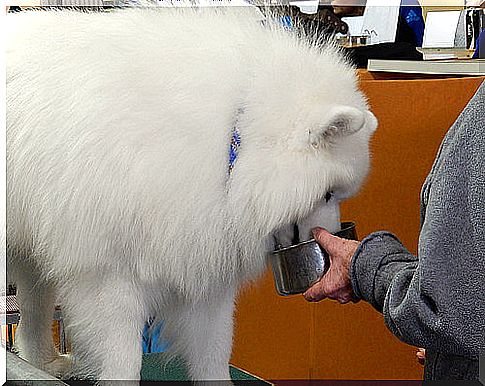 samoyed eats in a steel bowl