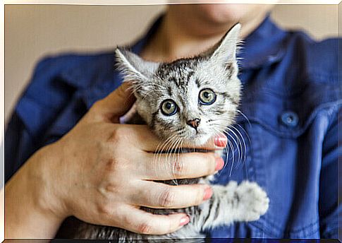 Story of the biker who saved a cat