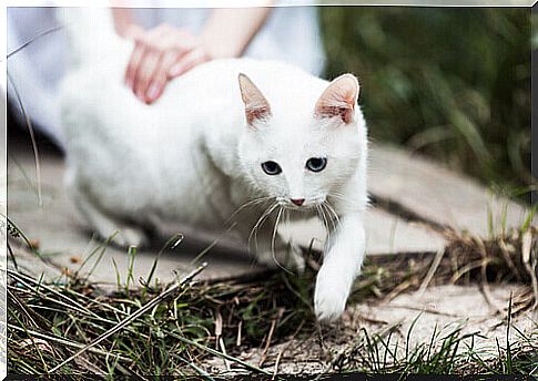 White cat