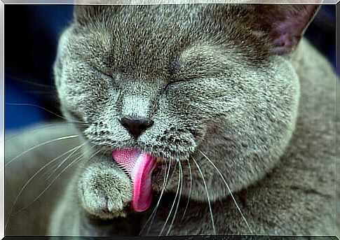 Substitute activities, which is why cats lick their faces