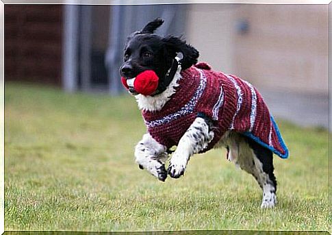 Sweaters for black dogs looking for home