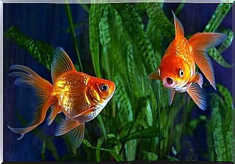 Goldfish swimming.