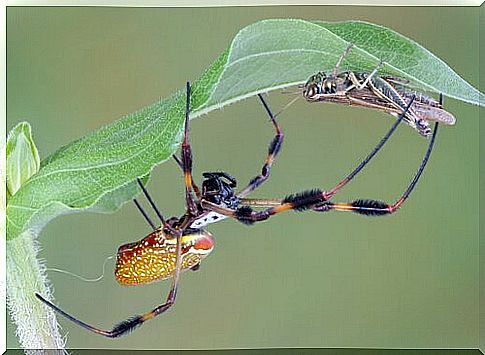 The 5 most poisonous spiders in the world