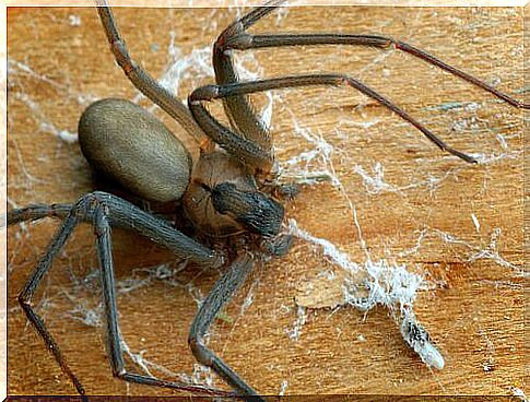 Violin spider on a wooden board