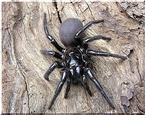 Burrow spider moves on a tree