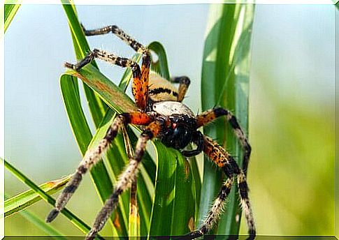 Wolf spider