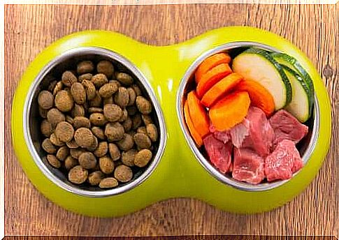 Food for dogs.  Bowl with commercial and homemade dog food.