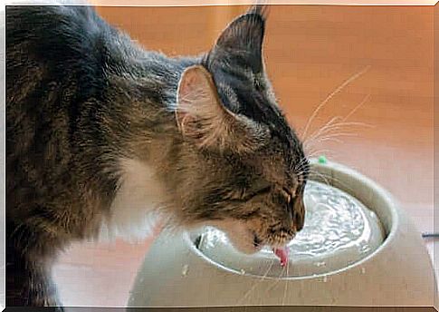 Cat drinking.