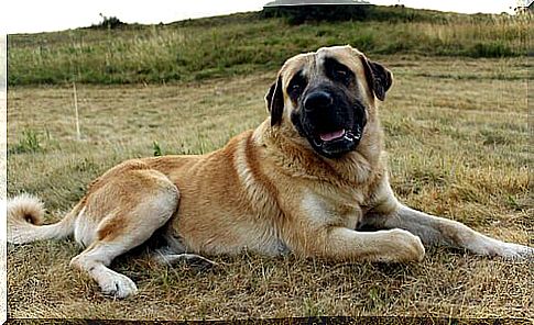 The Anatolian Sheepdog, a hard worker