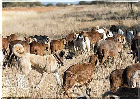 Anatolian shepherd dog with cattle 