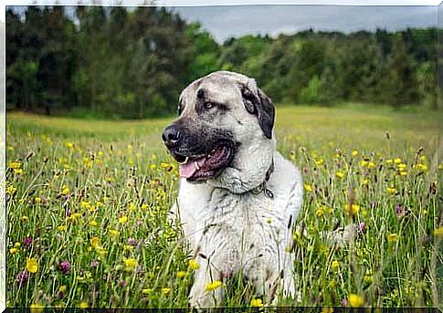 Cane da pastore dell'Anatolia nel prato 