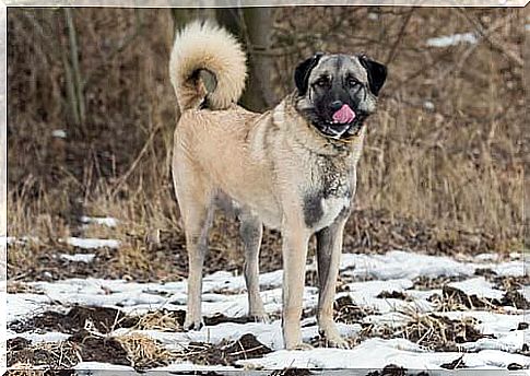 Anatolian shepherd dog in the mountains 