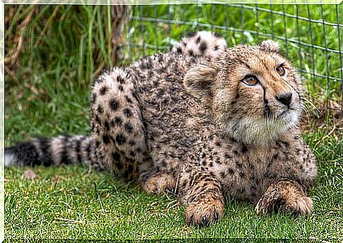 Cheetah cub near a net