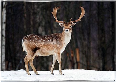 A common deer in the snow