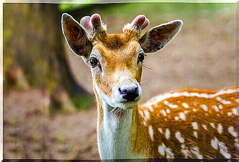 Fallow deer