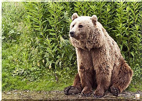 Kodiak bear sitting in the nature