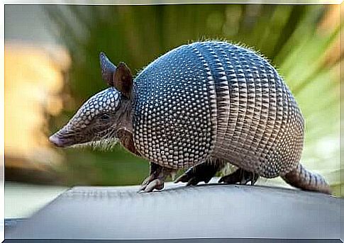 The armadillo, a very special animal