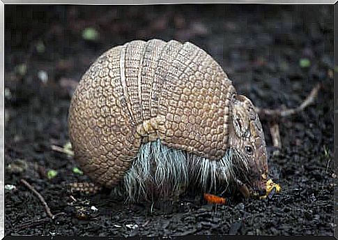 The carapace of the armadillo