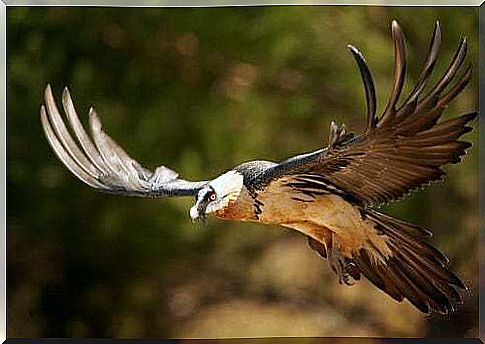 The bearded vulture: the strange bird of prey that throws objects