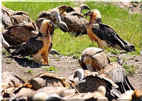 Let's find out the characteristics of the bearded vulture together