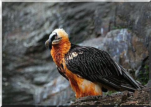 Bearded vulture color