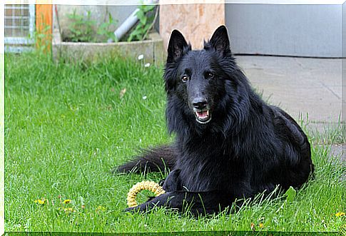 The Belgian Shepherd