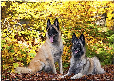 Belgian shepherd 2