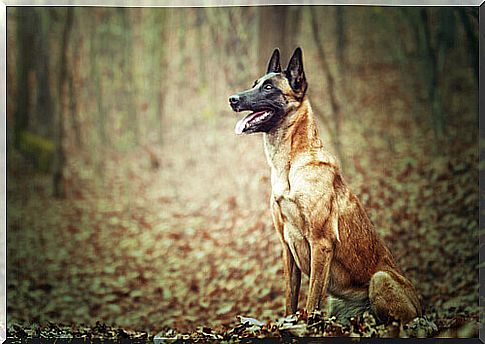 Belgian shepherd 3