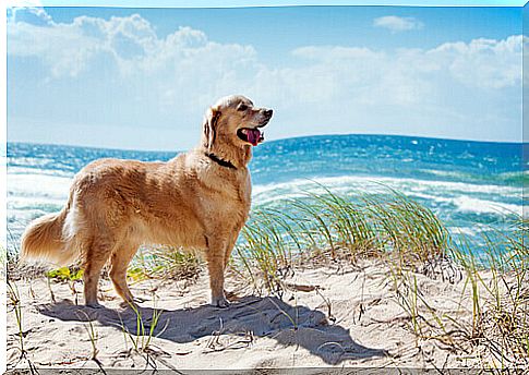 The best dog beaches in Spain and Portugal