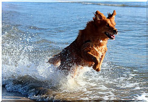 Dog running in the waves