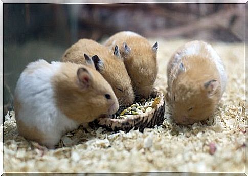 four hamsters eat in the cage