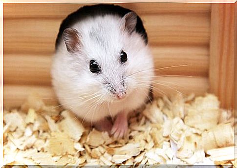 a white hamster comes out of the hole in the burrow