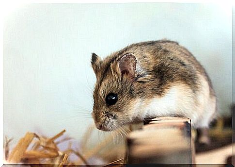 a hamster sniffs the substrate of the cage