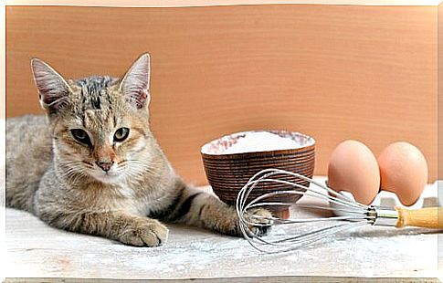 Recipes for cats