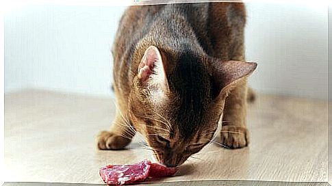 Cat eats meat